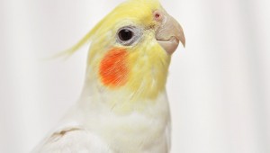 鳥の飼い方 飼いやすい鳥の種類と飼育の注意点 ペットのいろは