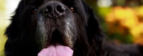 犬はお風呂が嫌い 犬をシャワーやお風呂に入れる際の注意点 ペットのいろは