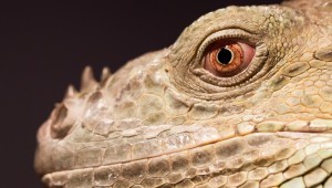 爬虫類 カメ イグアナ の飼い方とペット保険について ペットのいろは 爬虫類 カメ イグアナ の飼い方とペット保険について ペットのいろは