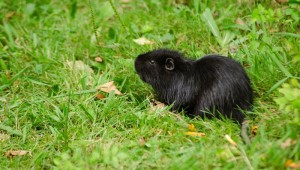 モルモットの飼い方 種類や費用や食餌 飼う際の注意点について ペットのいろは モルモットの飼い方 種類や費用や食餌 飼う際の注意点について ペットのいろは