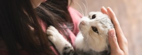 猫の猫髄膜脳炎の症状や治療法、対策について  ペットのいろは