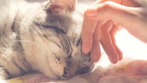 猫の猫髄膜脳炎の症状や治療法、対策について  ペットのいろは