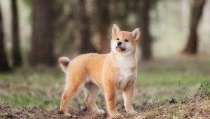 犬の膵外分泌不全症の原因とは ペットのいろは 犬の膵外分泌不全症の原因とは ペットのいろは
