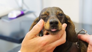 犬の唾液腺嚢腫とは 原因や症状 治療法について ペットのいろは