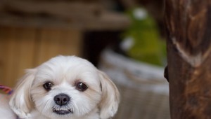 犬の逆さまつげ 原因や症状 予防法について ペットのいろは